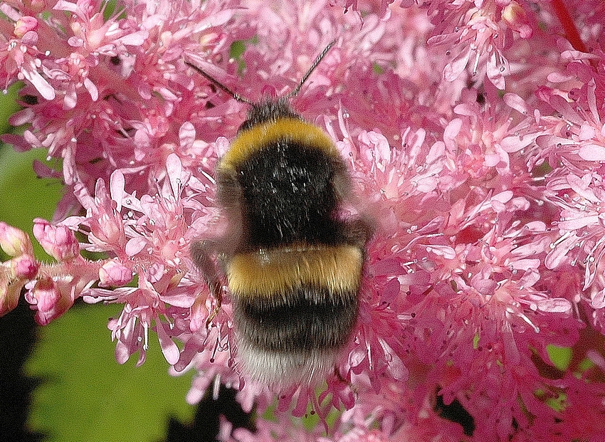 Erdhummel, Bombus terrestris, von oben.jpg