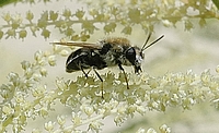 Die Sandbiene, Andrena minutula.