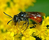 Blutbiene, Sphecodes sp.