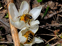 Frühlingskrokus, Crocus vernus, mit Honigbienen Apis mellifera.