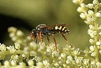 Kuckucksbiene,-Wespenbiene, Nomada sp.