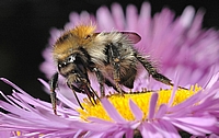 Ackerhummel, Bombus pascuorum.