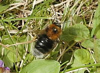 Baumhummel, Bombus hypnorum.