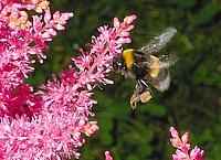 Erdhummel, Bombus terrestris.