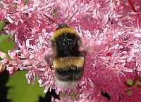 Erdhummel, Bombus terrestris.