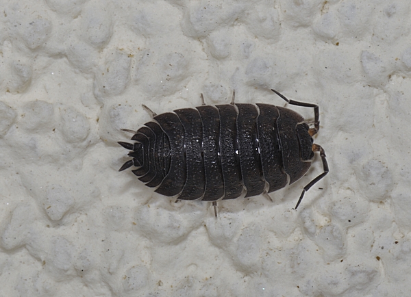 Kellerassel, Porcellio scaber.