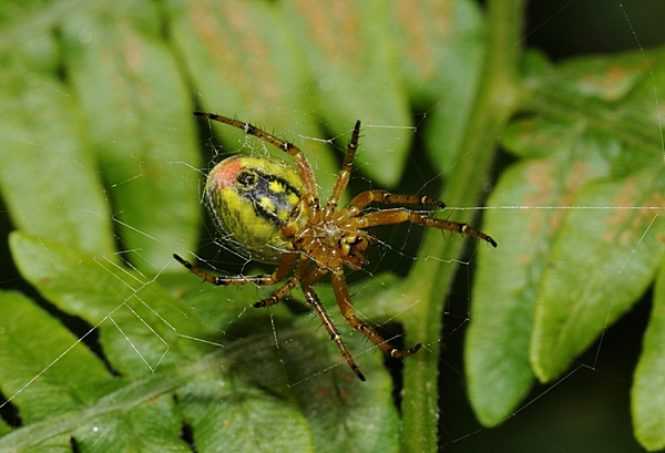 Kürbisspinne, Araniella cf. alpica.