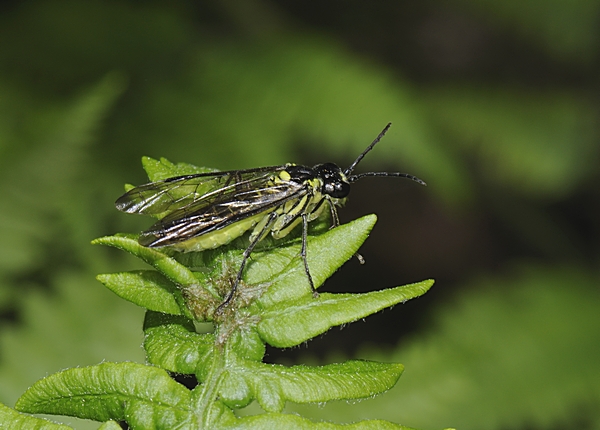 Blattwespe, Tenthredo mesomela.