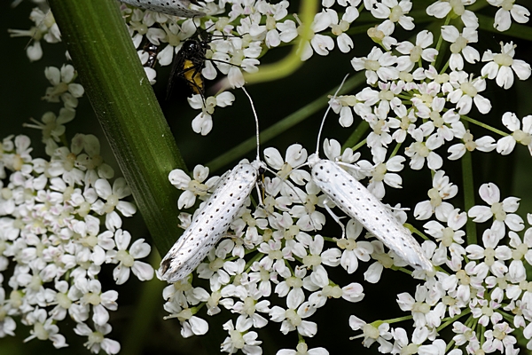 Traubenkirschen-Gespinstmotte, Yponomeuta evonymella.