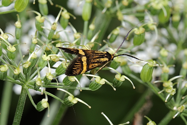 Langhornmotte, Nemophora degeerella, Weibchen.