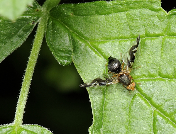 Bohrfliege, Philophylla caesio.