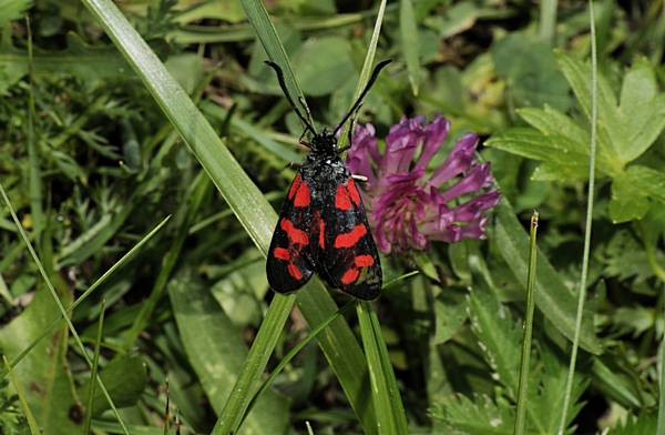 Sechsfleck-Widderchen, Zygaena filipendulae.