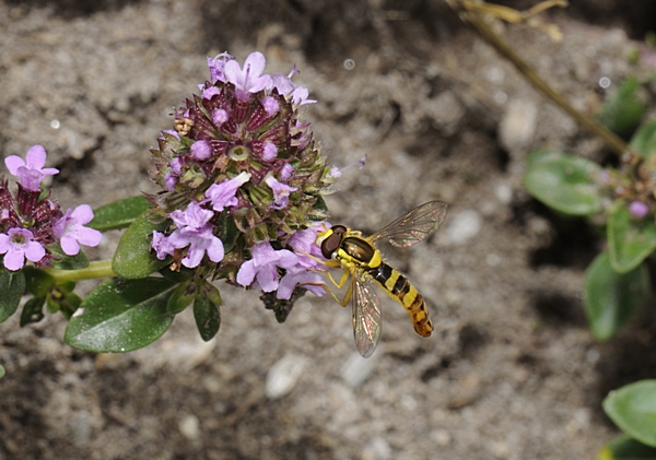 Gemeine Langbauchschwebfliege, Sphaerophoria scripta.