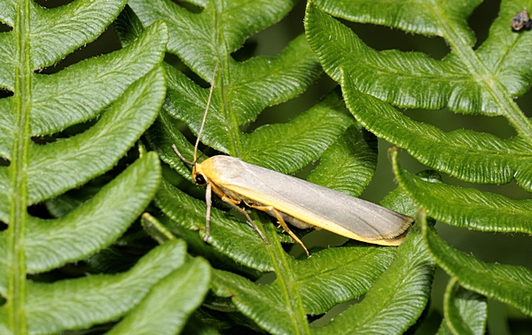 Gewöhnlicher Flechtenbär, Eilema complana.