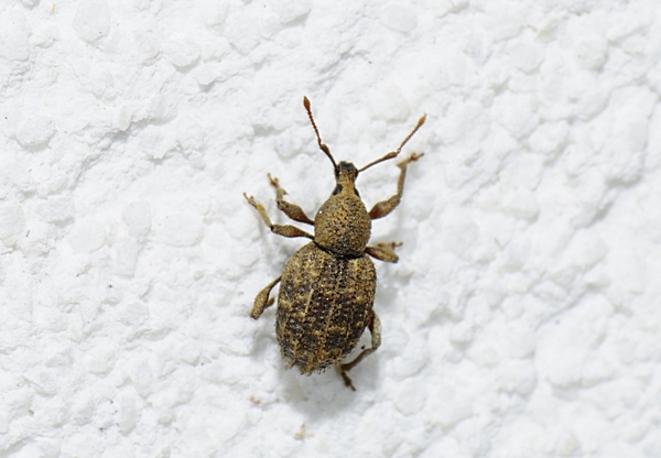 Rüsselkäfer, cf. Lepyrus capucinus.