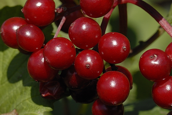 Früchtes des Gemeinen Schneeballs, Viburnum opulus.