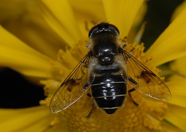 Glänzende Keilfleckschwebfliege, Eristalis rupium.