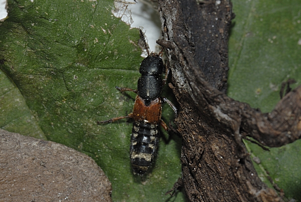 Bunter Kurzflügler, Staphylinus caesareus.