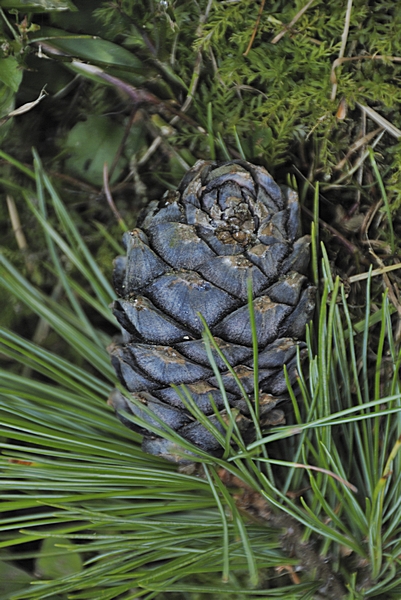 Zirbenzapfen, Zirbelkiefer, Pinus cembra.