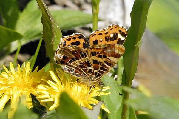 Landkärtchen, Araschnia levana, Sommerform.