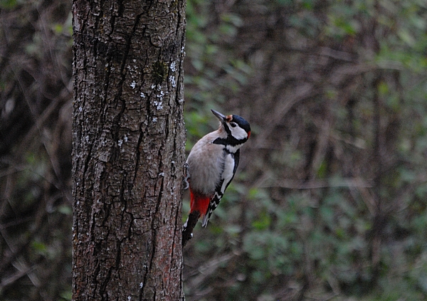 Großer Buntspecht, Dendrocopos major.