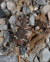 Berg-Sandlaufkäfer, Cicindela sylvicola.