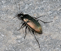 Bunter Grabläufer, Poecilus versicolor.