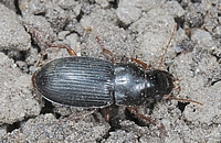 Laufkäfer, Harpalus tardus.