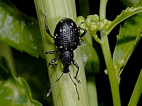 Hellgefleckter Dickmaulrüssler, Otiorhynchus gemmatus.