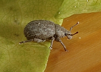 Trachyphloeus bifoveolatus.