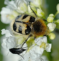 Pinselkäfer, Trichius fasciatus.