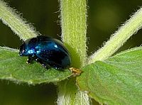 Blattkäfer, Chrysolina coerulans.