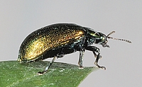 Minzkblattäfer, Chrysolina herbacea.