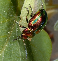 Längsgestreifter Blattkäfer, Chrysomelia cerealis.