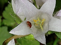 Glanzkäfer, Cychramus luteus.