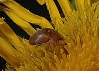 Glanzkäfer, Cychramus luteus.