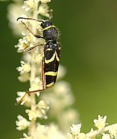 Widderbock, Clytus arietis.