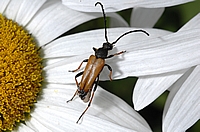 Rothalsbock, Männchen, Leptura rubra.