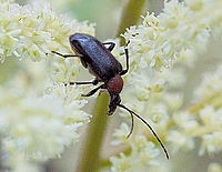 Blauschwarzer Kugelhalsbock, Acmaeops collaris.