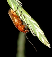 (Brauner) Rotgelber Weichkäfer, Rhagonycha fulva, Männchen.