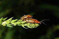 (Brauner) Rotgelber Weichkäfer, Rhagonycha fulva, Pärchen bei der Paarung.