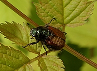 Gartenlaubkäfer, Phyllopertha horticola.