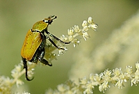 Mehliger Laubkäfer, Hoplia farinosa, grünliche Art.