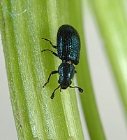 Jagdraubkäfer, Necrobia violacea.