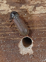 Gekämmter Nagekäfer, Ptilinus pectinicornis bei seinem Schlupfloch.