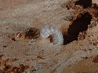 Gekämmter Nagekäfer, Ptilinus pectinicornis, Larve.