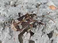 Kaiserlichen Pochkäfer, Hedobia imperialis.