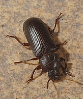 Mehlkäfer, Tenebrio molitor.