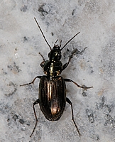 Putzkäfer, Agonum muelleri.