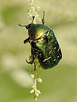 Gemeiner Rosenkäfer, Cetonia aurata.